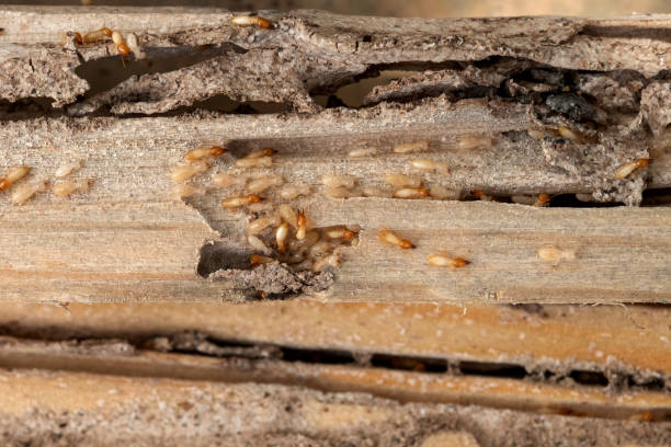 Best Exterminator Services  in University Of Lifornia Santa Barbara, CA