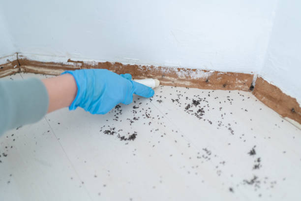 Best Cockroach Control Services  in University Of Lifornia Santa Barbara, CA